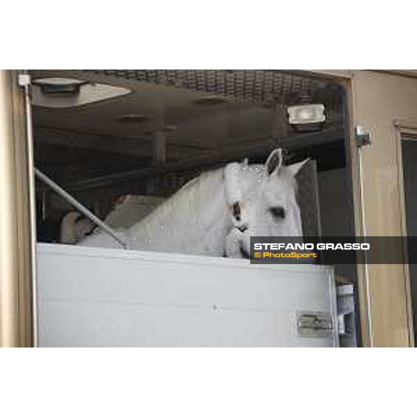 LGCT of Doha - Horses Arrivals - - Doha, Al Shaqab - 7 November 2017 - ph.Stefano Grasso/LGCT