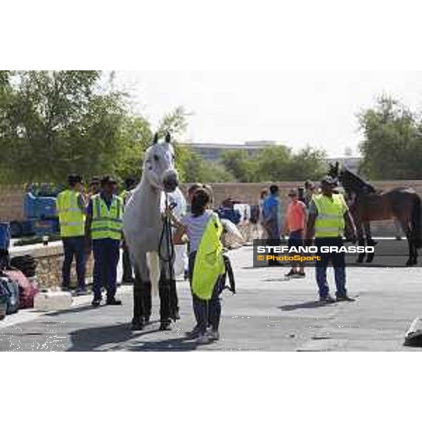 LGCT of Doha - Horses Arrivals - - Doha, Al Shaqab - 7 November 2017 - ph.Stefano Grasso/LGCT
