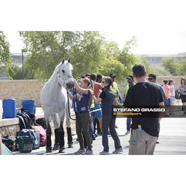 LGCT of Doha - Horses Arrivals - - Doha, Al Shaqab - 7 November 2017 - ph.Stefano Grasso/LGCT