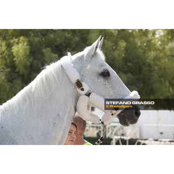 LGCT of Doha - Horses Arrivals - - Doha, Al Shaqab - 7 November 2017 - ph.Stefano Grasso/LGCT