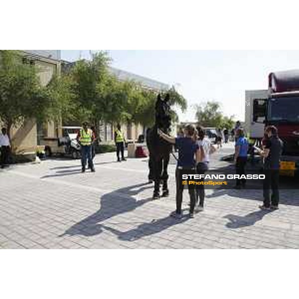 LGCT of Doha - Horses Arrivals - Chadino - Doha, Al Shaqab - 7 November 2017 - ph.Stefano Grasso/LGCT