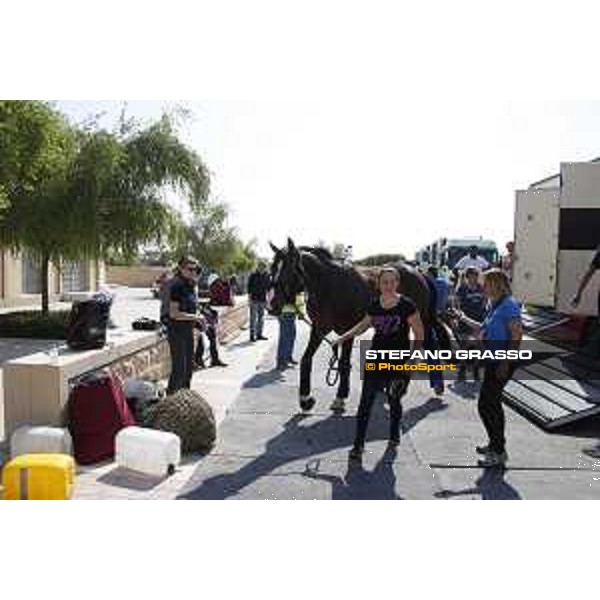LGCT of Doha - Horses Arrivals - Taloubet Z - Doha, Al Shaqab - 7 November 2017 - ph.Stefano Grasso/LGCT