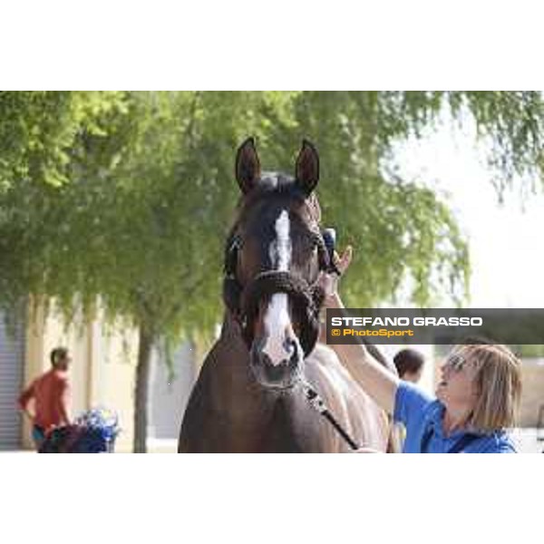 LGCT of Doha - Horses Arrivals - Taloubet Z - Doha, Al Shaqab - 7 November 2017 - ph.Stefano Grasso/LGCT