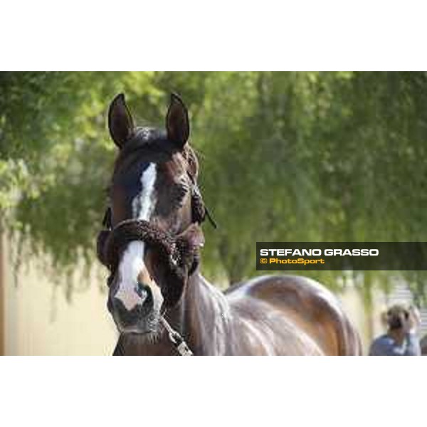 LGCT of Doha - Horses Arrivals - Taloubet Z - Doha, Al Shaqab - 7 November 2017 - ph.Stefano Grasso/LGCT