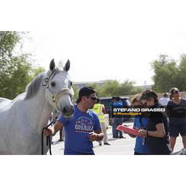LGCT of Doha - Horses Arrivals - Garfield des Tiji des Templiers -Frances Hesketh Jones Triulzi - Doha, Al Shaqab - 7 November 2017 - ph.Stefano Grasso/LGCT