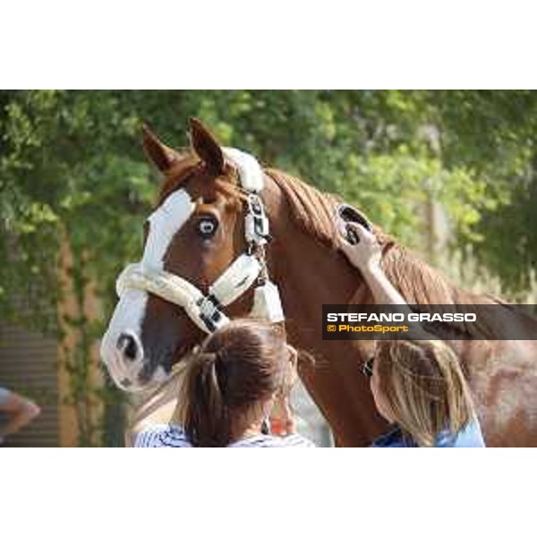 LGCT of Doha - Horses Arrivals - Grand Cru van de Rozenberg - Doha, Al Shaqab - 7 November 2017 - ph.Stefano Grasso/LGCT