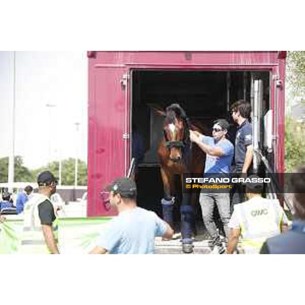 LGCT of Doha - Horses Arrivals - - Doha, Al Shaqab - 7 November 2017 - ph.Stefano Grasso/LGCT