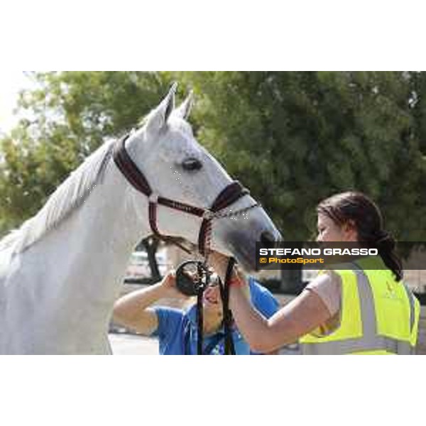 LGCT of Doha - Horses Arrivals - Molly Malone V - Doha, Al Shaqab - 7 November 2017 - ph.Stefano Grasso/LGCT