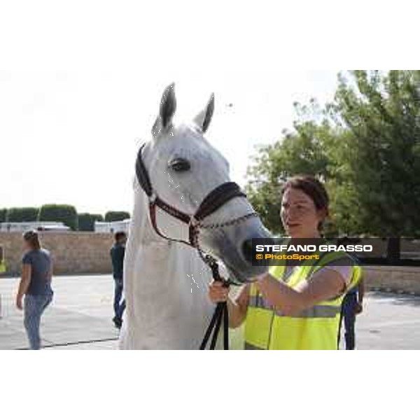 LGCT of Doha - Horses Arrivals - Molly Malone V - Doha, Al Shaqab - 7 November 2017 - ph.Stefano Grasso/LGCT