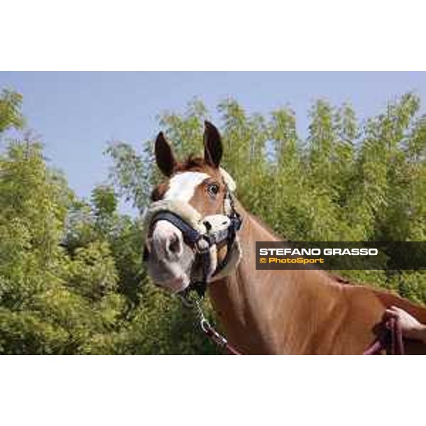 LGCT of Doha - Horses Arrivals - - Doha, Al Shaqab - 7 November 2017 - ph.Stefano Grasso/LGCT