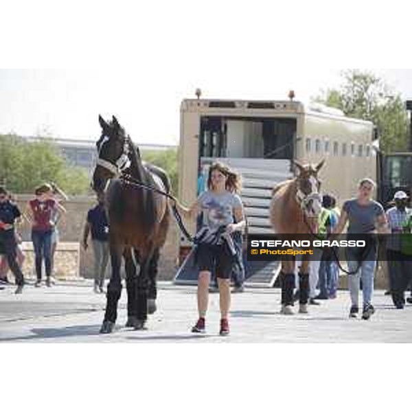 LGCT of Doha - Horses Arrivals - - Doha, Al Shaqab - 7 November 2017 - ph.Stefano Grasso/LGCT