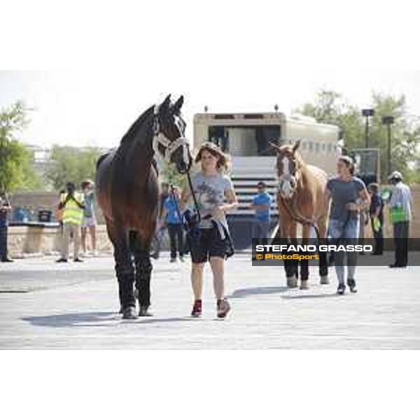 LGCT of Doha - Horses Arrivals - - Doha, Al Shaqab - 7 November 2017 - ph.Stefano Grasso/LGCT