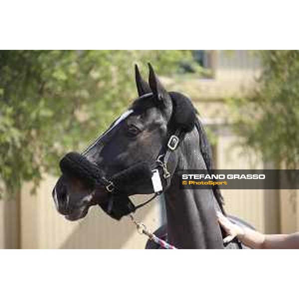 LGCT of Doha - Horses Arrivals - Calinesse de Guldenboom - Doha, Al Shaqab - 7 November 2017 - ph.Stefano Grasso/LGCT