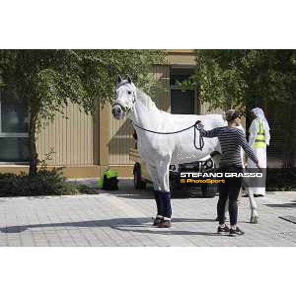 LGCT of Doha - Horses Arrivals - - Doha, Al Shaqab - 7 November 2017 - ph.Stefano Grasso/LGCT