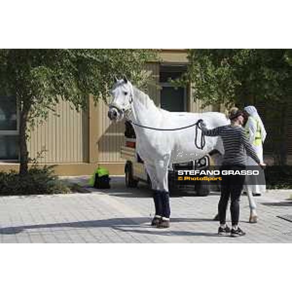 LGCT of Doha - Horses Arrivals - - Doha, Al Shaqab - 7 November 2017 - ph.Stefano Grasso/LGCT