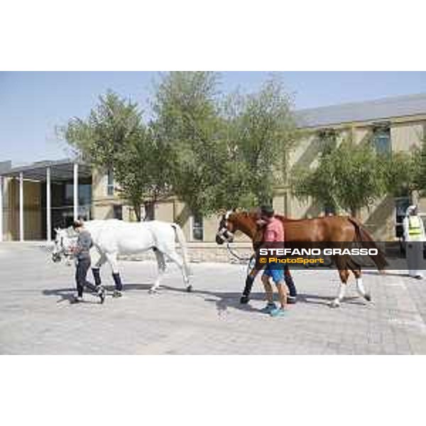 LGCT of Doha - Horses Arrivals - - Doha, Al Shaqab - 7 November 2017 - ph.Stefano Grasso/LGCT