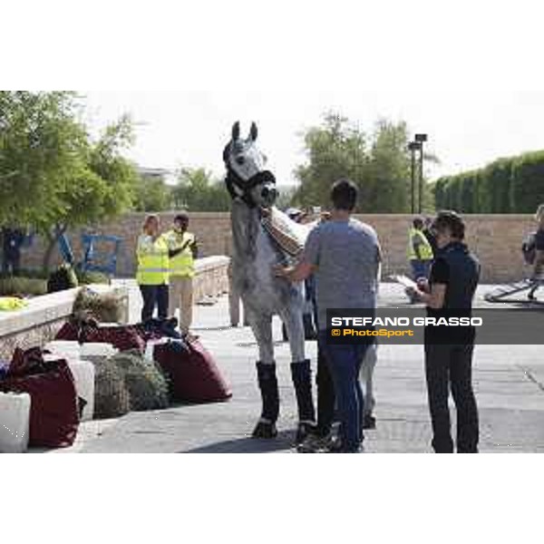 LGCT of Doha - Horses Arrivals - Cornet 39 - Doha, Al Shaqab - 7 November 2017 - ph.Stefano Grasso/LGCT