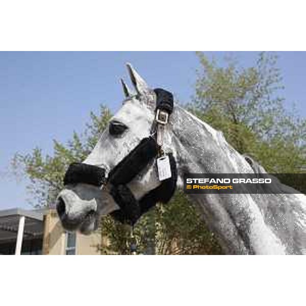 LGCT of Doha - Horses Arrivals - Cornet 39 - Doha, Al Shaqab - 7 November 2017 - ph.Stefano Grasso/LGCT