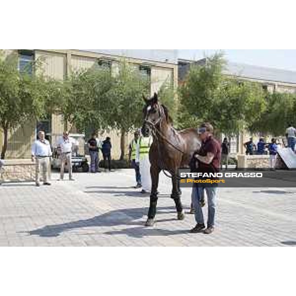 LGCT of Doha - Horses Arrivals - Don VHP Z - Doha, Al Shaqab - 7 November 2017 - ph.Stefano Grasso/LGCT