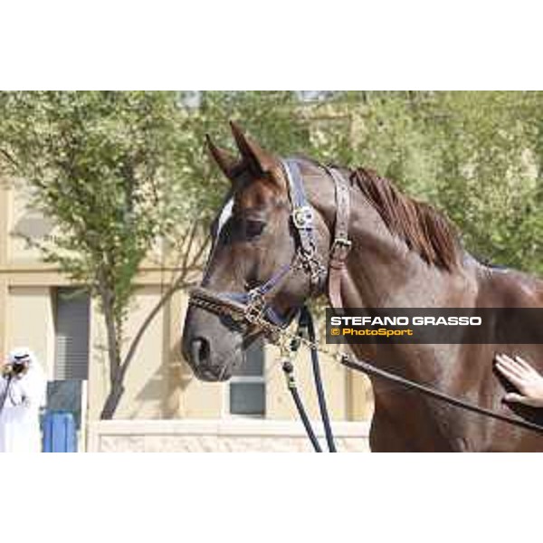 LGCT of Doha - Horses Arrivals - Don VHP Z - Doha, Al Shaqab - 7 November 2017 - ph.Stefano Grasso/LGCT