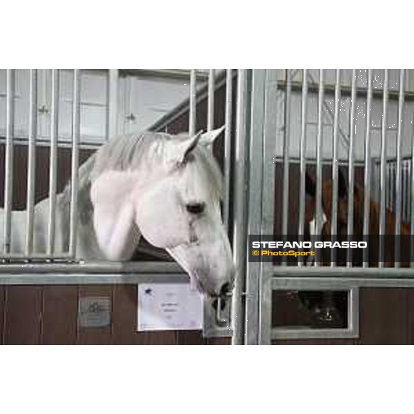LGCT of Doha - Horses Arrivals - Caracas - Doha, Al Shaqab - 7 November 2017 - ph.Stefano Grasso/LGCT
