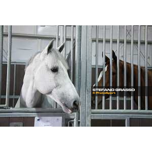 LGCT of Doha - Horses Arrivals - Caracas - Doha, Al Shaqab - 7 November 2017 - ph.Stefano Grasso/LGCT