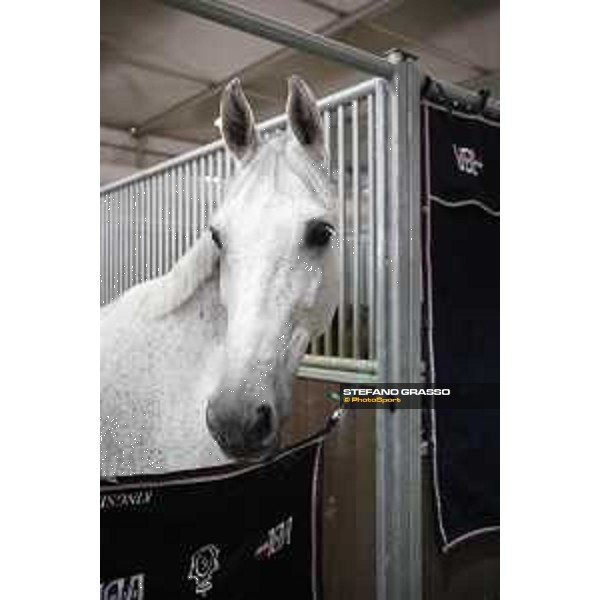 LGCT of Doha - Horses Arrivals - VDL Groep Beauty - Doha, Al Shaqab - 7 November 2017 - ph.Stefano Grasso/LGCT
