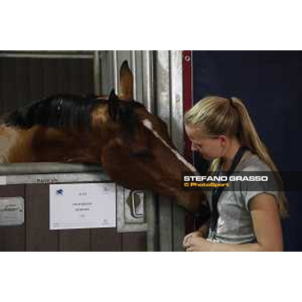LGCT of Doha - Horses Arrivals - Supersox - Doha, Al Shaqab - 7 November 2017 - ph.Stefano Grasso/LGCT