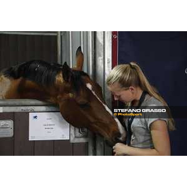 LGCT of Doha - Horses Arrivals - Supersox - Doha, Al Shaqab - 7 November 2017 - ph.Stefano Grasso/LGCT