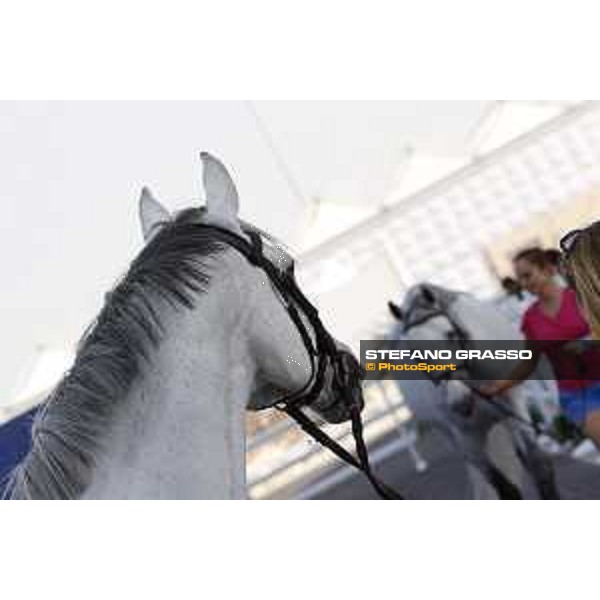 LGCT of Doha - DOHA - Al Shaqab,8th nov. 2017 ph.Stefano Grasso/LGCT