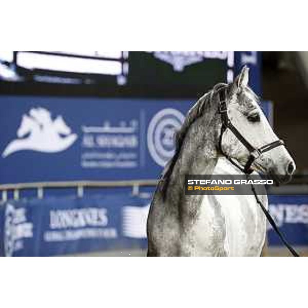 LGCT of Doha - DOHA - Al Shaqab,8th nov. 2017 ph.Stefano Grasso/LGCT