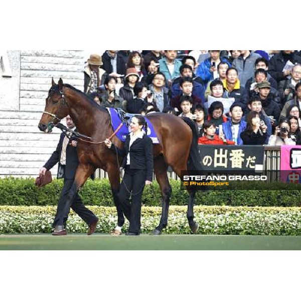 Kandidate parades before the Japan Cup Dirt 2007 Tokyo- Fuchu, 24th nov. 2007 ph.Stefano Grasso