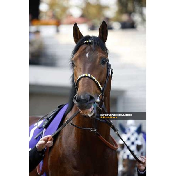 close up for Kandidate parading before the Japan Cup Dirt at Fuchu racecourse Tokyo-Fuchu, 24th nov. 2007 ph. Stefano Grasso