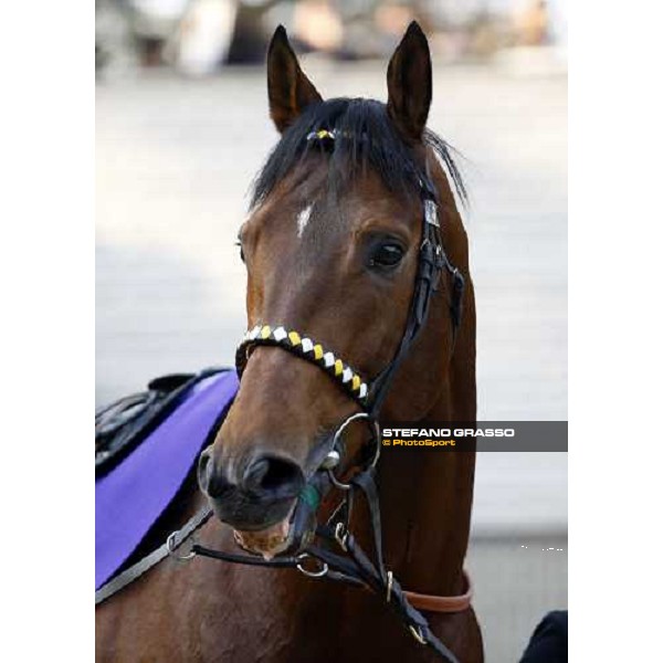close up for Kandidate parading before the Japan Cup Dirt at Fuchu racecourse Tokyo-Fuchu, 24th nov. 2007 ph. Stefano Grasso