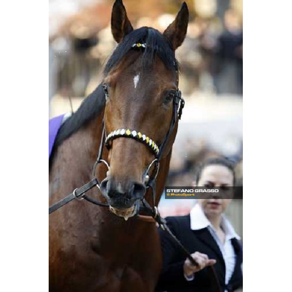 close up for Kandidate parading before the Japan Cup Dirt at Fuchu racecourse Tokyo-Fuchu, 24th nov. 2007 ph. Stefano Grasso