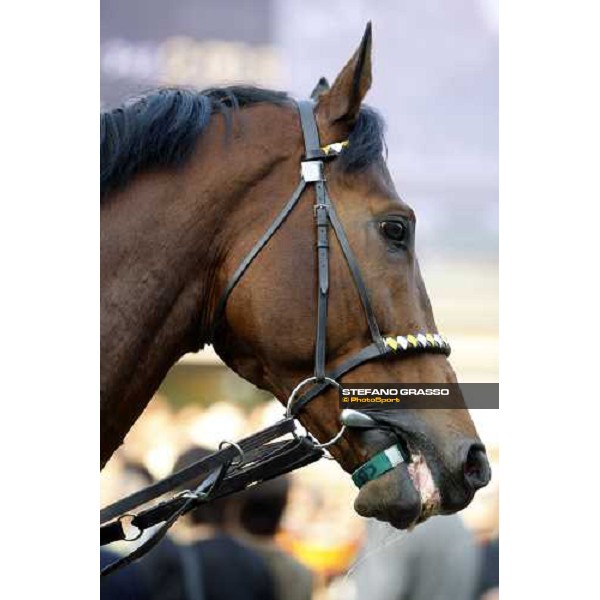 close up for Kandidate parading before the Japan Cup Dirt at Fuchu racecourse Tokyo-Fuchu, 24th nov. 2007 ph. Stefano Grasso