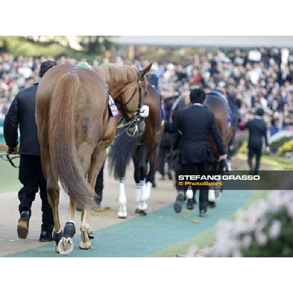 Jack Sullivan parading before the Japan Cup Dirt at Fuchu racecourse Tokyo-Fuchu, 24th nov. 2007 ph. Stefano Grasso