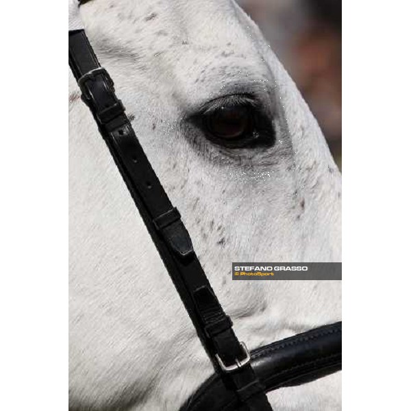 a close up for a pony before a race at Fuchu racecourse Tokyo-Fuchu, 24th nov. 2007 ph. Stefano Grasso