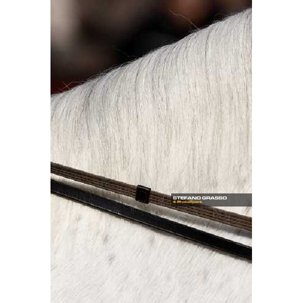 a close up for a pony before a race at Fuchu racecourse Tokyo-Fuchu, 24th nov. 2007 ph. Stefano Grasso