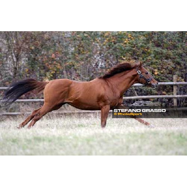 St Paul House pictured in the paddock of All. I Mandorli Cedri - Peccioli (PI), 28th nov. 2007 ph. Stefano Grasso