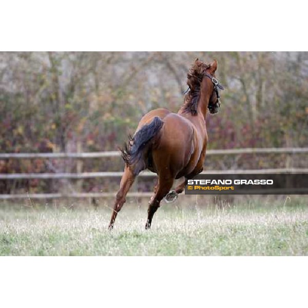 St Paul House pictured in the paddocks of All. I Mandorli Cedri - Peccioli (PI), 28th nov. 2007 ph. Stefano Grasso