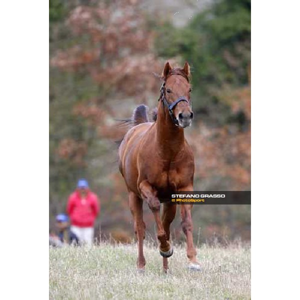 St Paul House pictured in the paddocks of All. I Mandorli Cedri - Peccioli (PI), 28th nov. 2007 ph. Stefano Grasso