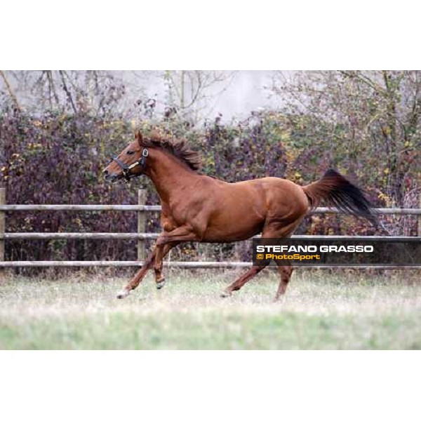 St Paul House pictured in the paddocks of All. I Mandorli Cedri - Peccioli (PI), 28th nov. 2007 ph. Stefano Grasso