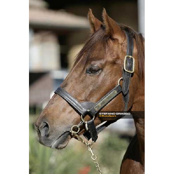 close up for St Paul House pictured at All. I Mandorli Cedri - Peccioli (PI), 28th nov. 2007 ph. Stefano Grasso