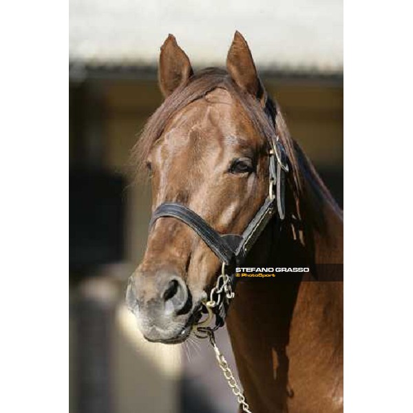 close up for St Paul House pictured at All. I Mandorli Cedri - Peccioli (PI), 28th nov. 2007 ph. Stefano Grasso