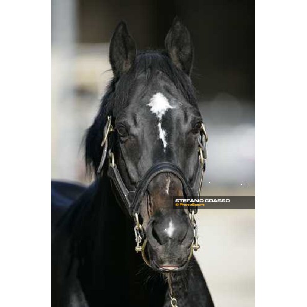 close up for Plumbird pictured at All. I Mandorli Cedri - Peccioli (PI), 28th nov. 2007 ph. Stefano Grasso