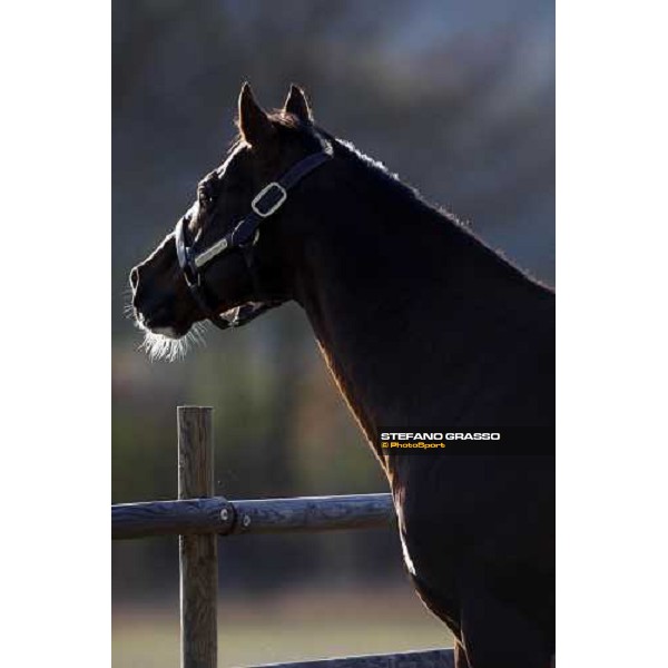 Daggers Drawn pictured at All. I Mandorli Cedri - Peccioli (PI), 28th nov. 2007 ph. Stefano Grasso