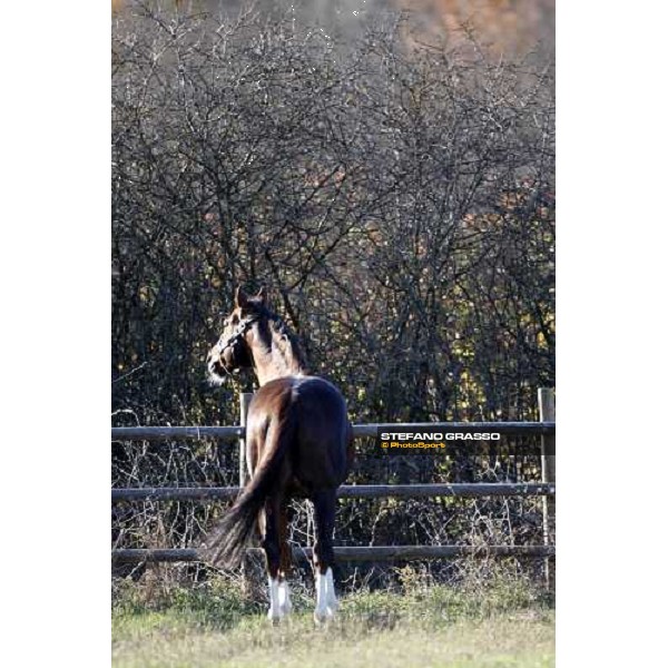 Daggers Drawn pictured at All. I Mandorli Cedri - Peccioli (PI), 28th nov. 2007 ph. Stefano Grasso