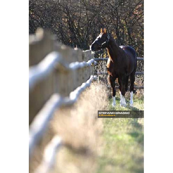 Daggers Drawn pictured at All. I Mandorli Cedri - Peccioli (PI), 28th nov. 2007 ph. Stefano Grasso