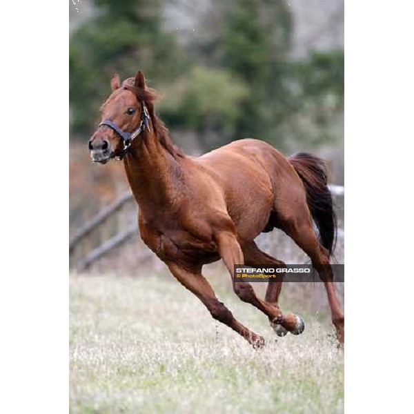 St Paul House pictured in the paddocks of All. I Mandorli Cedri - Peccioli (PI), 28th nov. 2007 ph. Stefano Grasso